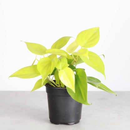 Lemon Lime Philodendron - 4" Live Plant