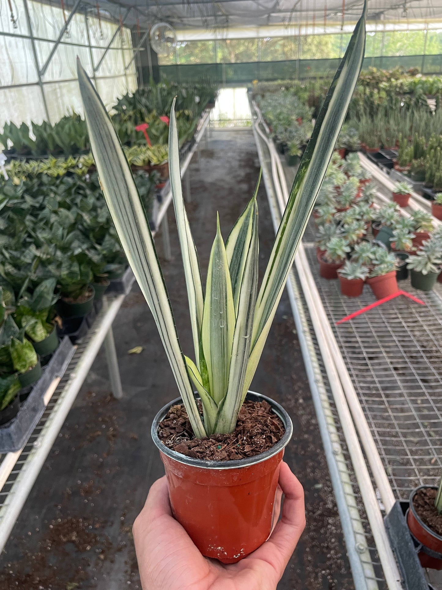 Snake 'Bantel's Sensation' - 4" Pot