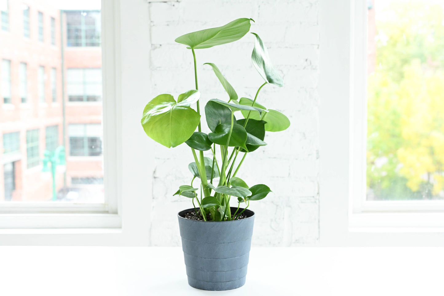 Monstera Deliciosa - Live Plant