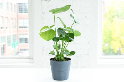 Monstera Deliciosa - Live Plant