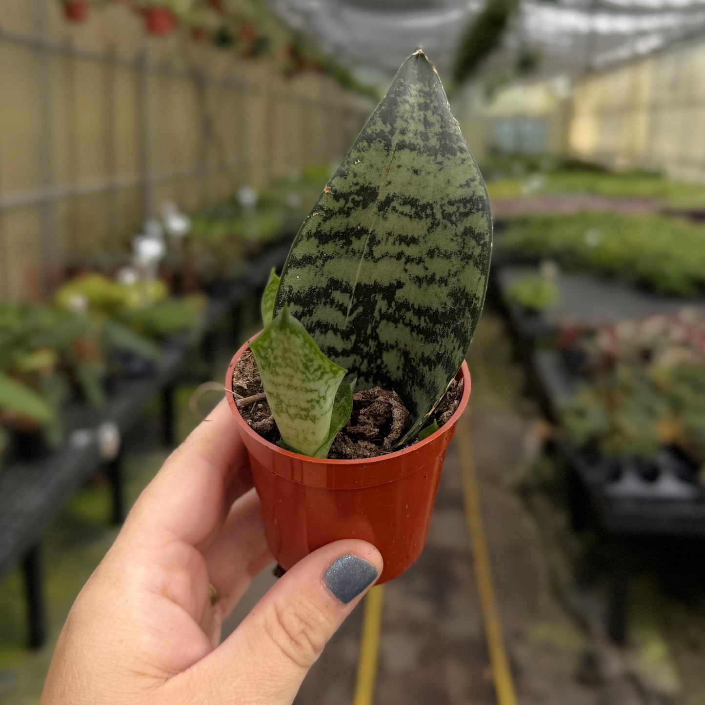 Koi Fin Snake Plant - 2.5" Live Plant - Mini Whale Fin