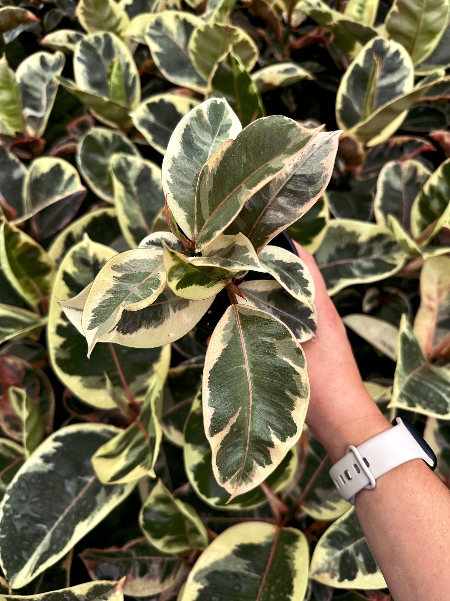 FICUS Tineke Live Plant 4in