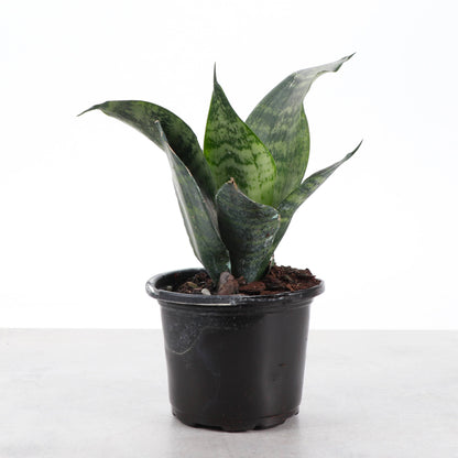Snake 'Zeylancia',  Snake Plant - Live Plant