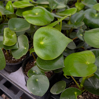 Raindrop Peperomia - 4" Live Plant