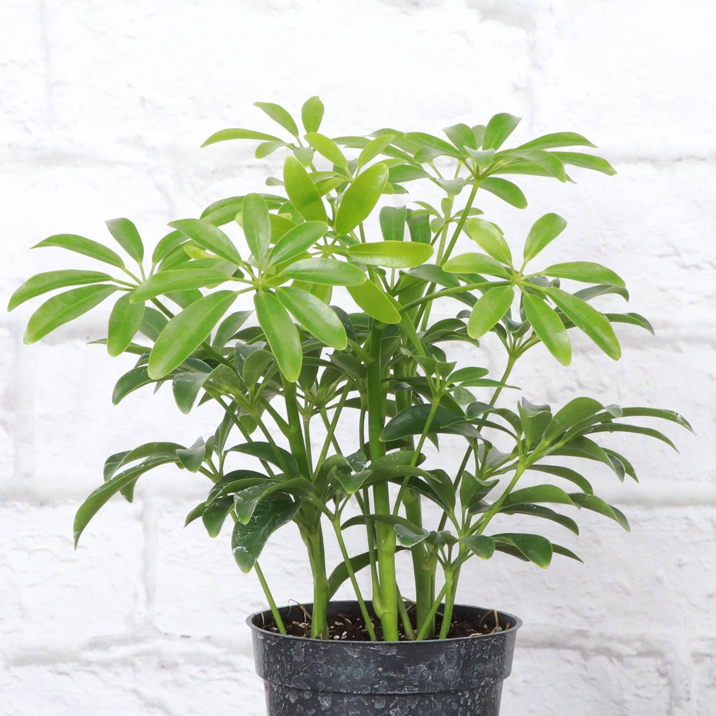 Schefflera Arboricola -  Live Plant