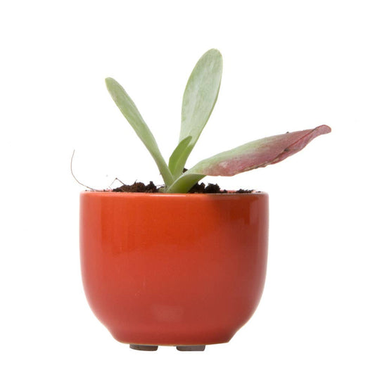 Succulent Containers Succulent Planters For Small Spaces