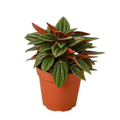 PEPEROMIA ROSSO 4-inch