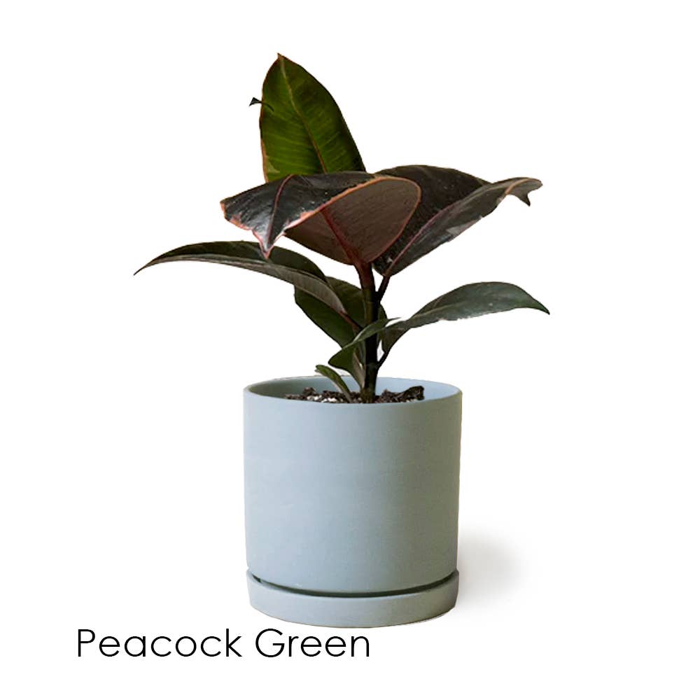 Dojo Flower Planter Pots With Drainage 3 Inch Planter