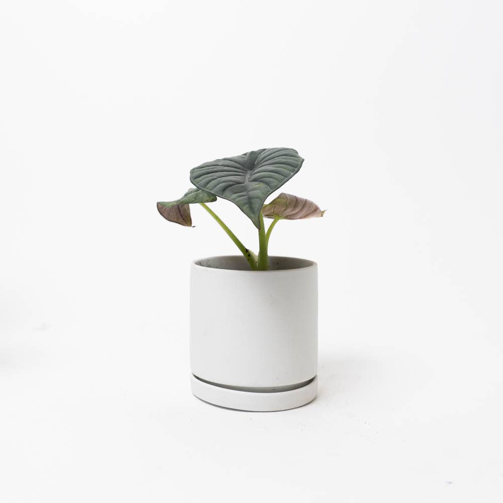 Dojo Flower Planter Pots With Drainage 3 Inch Planter