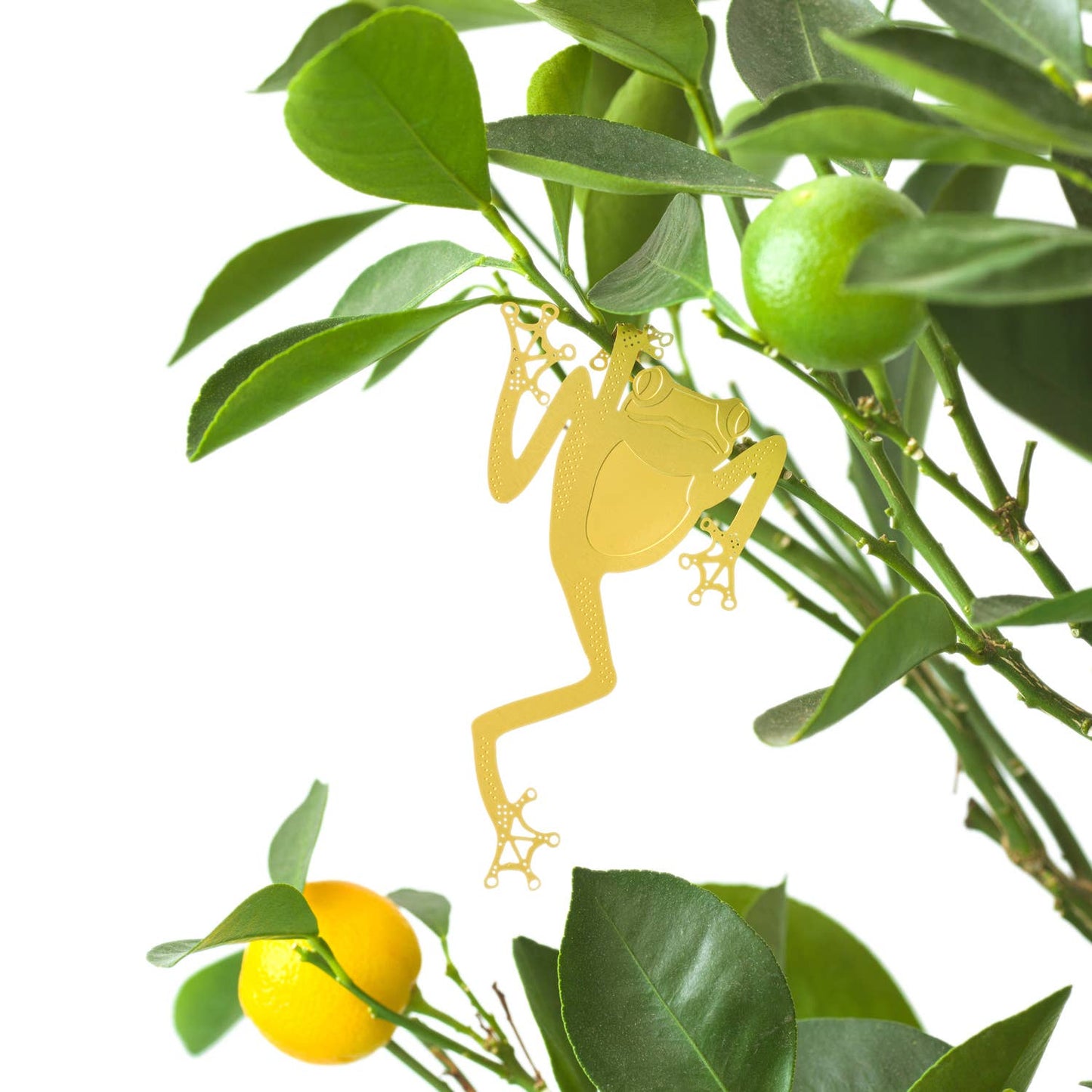 Plant Animal - Tree Frog, Houseplant Decoration