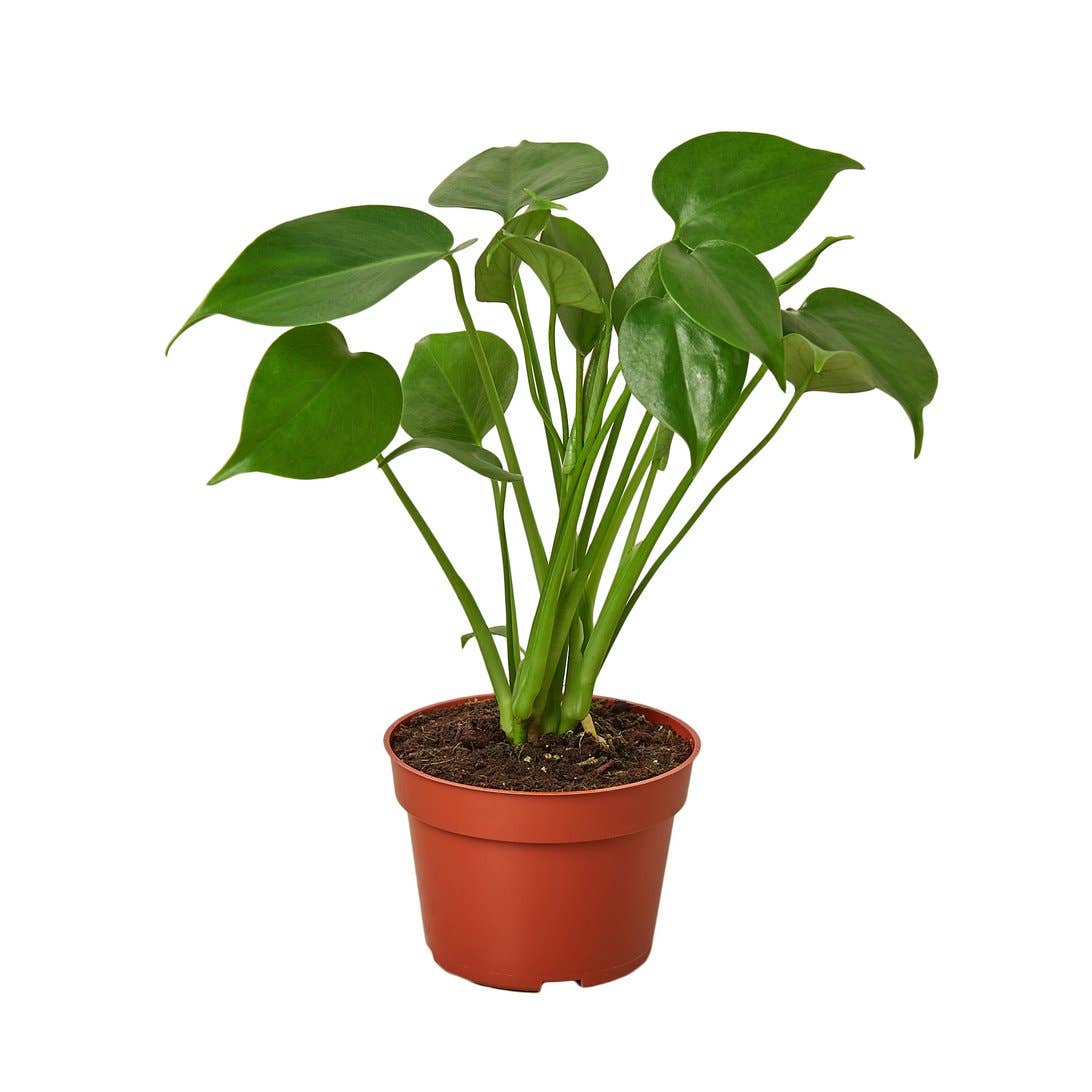 MONSTERA DELICIOSA 4-inch