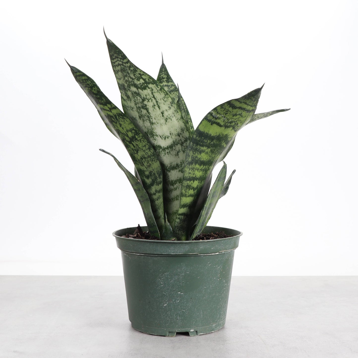 Snake 'Zeylancia',  Snake Plant - Live Plant