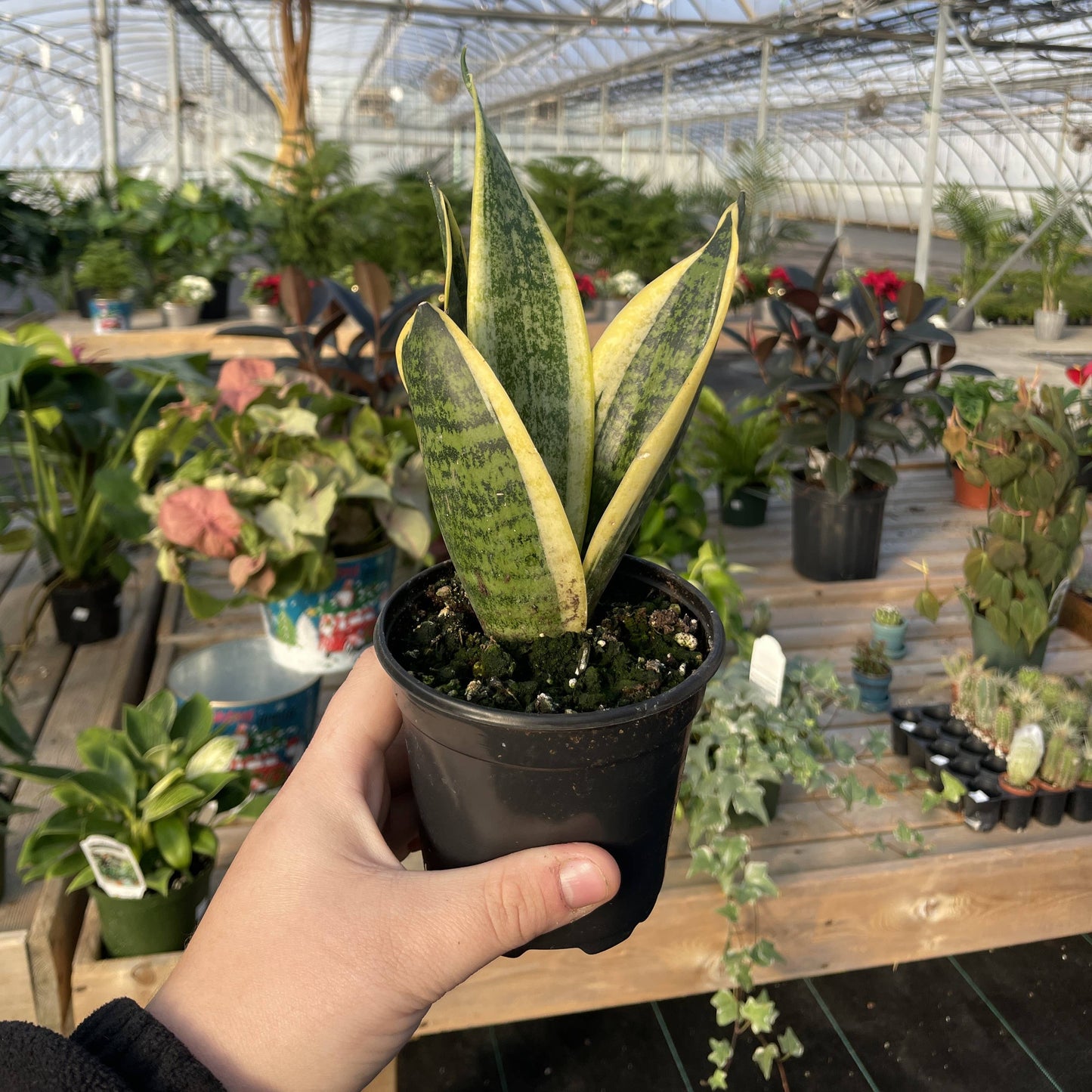 Snake 'Laurentii', Variegated Snake Plant - Live Plant