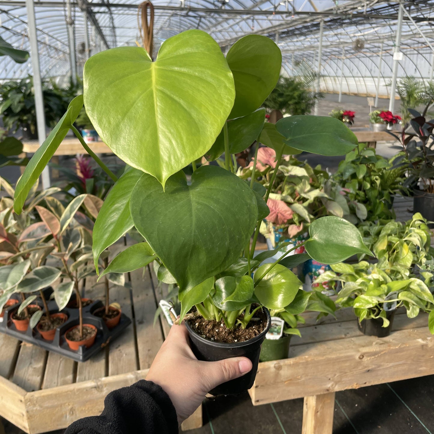 Monstera Deliciosa - Live Plant