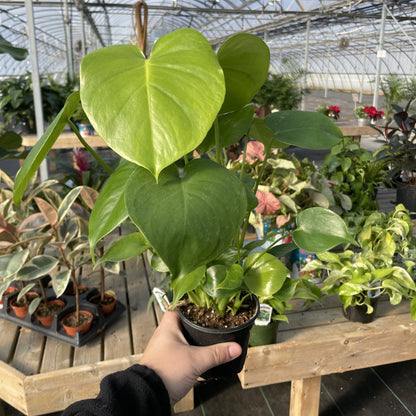 Monstera Deliciosa - Live Plant