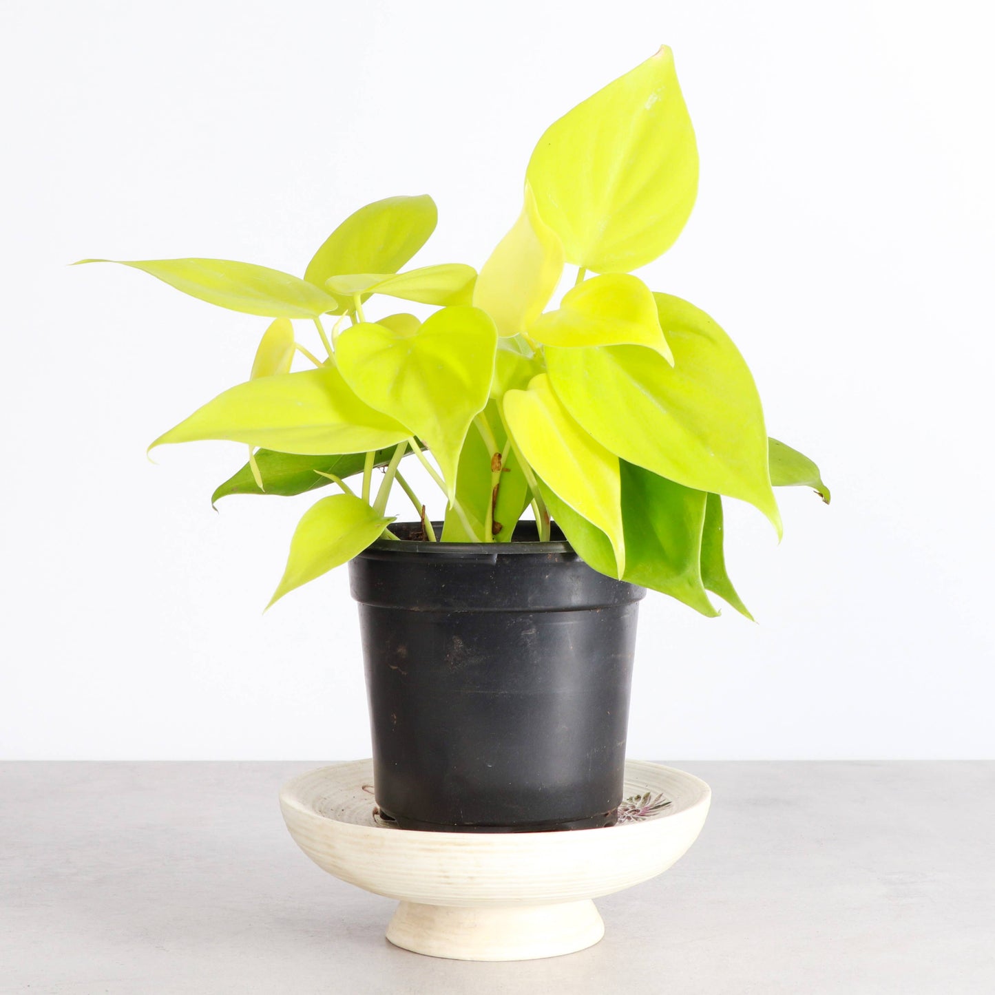 Lemon Lime Philodendron - 4" Live Plant