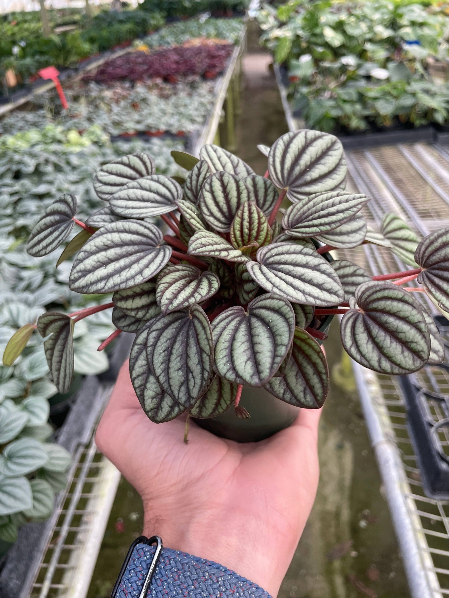 Peperomia 'Picollo Banda' - 4" Pot