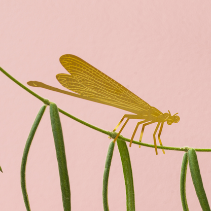 Plant Animal - Damselfly, insect plant accessory