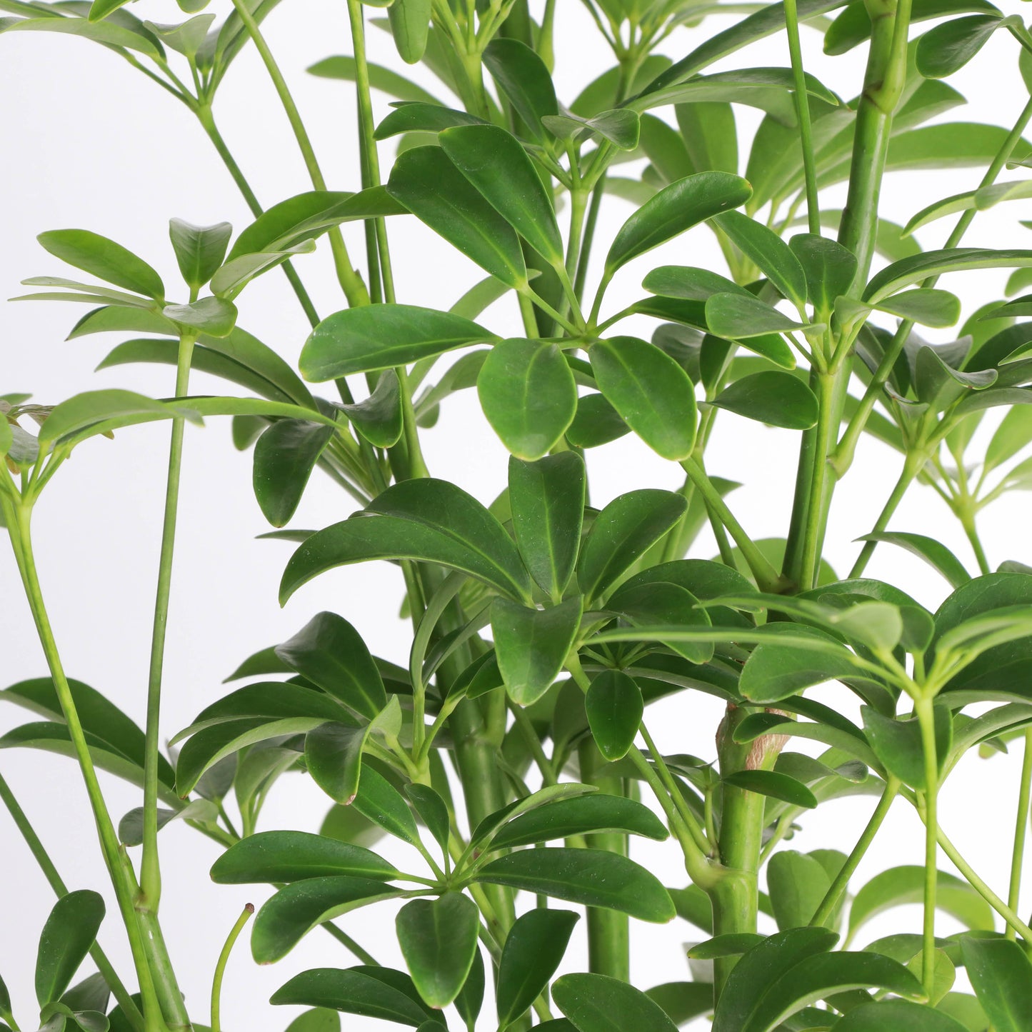 Schefflera Arboricola -  Live Plant