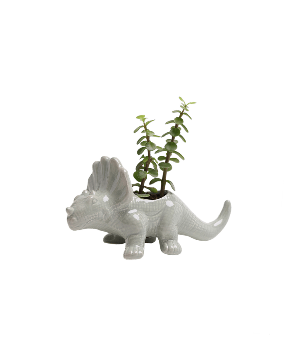 Dinosaur Ceramic Indoor Plant Pot Kits
