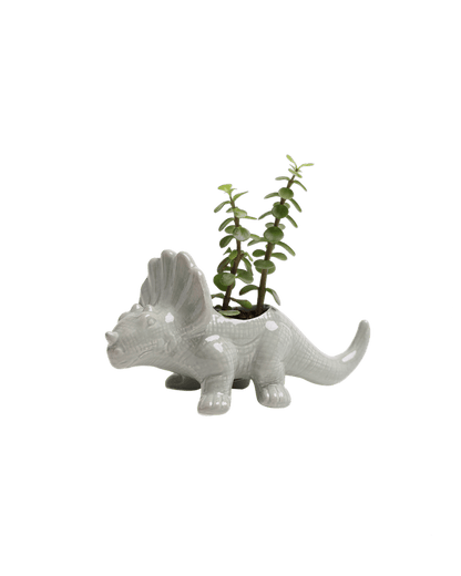 Dinosaur Ceramic Indoor Plant Pot Kits