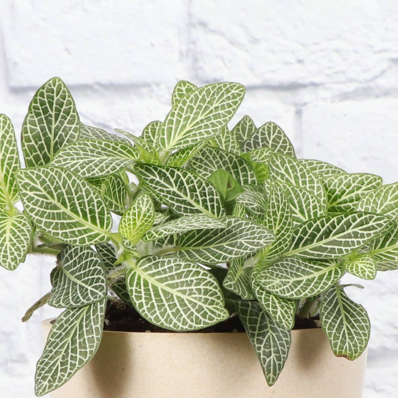 White Fittonia Nerve Plant - Live Plant