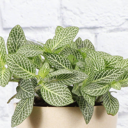 White Fittonia Nerve Plant - Live Plant