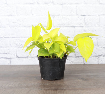 Neon Pothos Plant - Live Plant