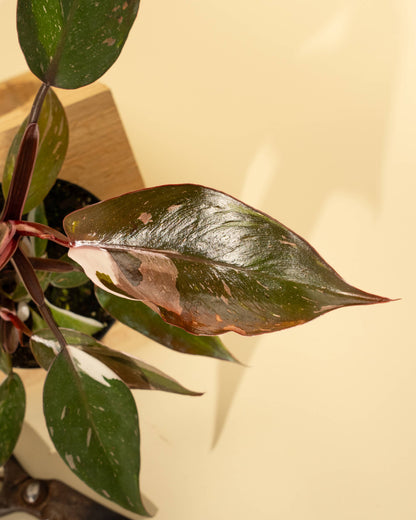 Philodendron Red Anderson 'Pink Knight' - 4 inch