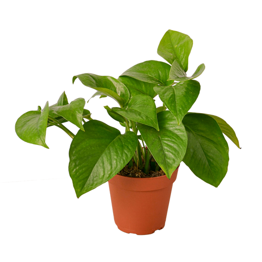 POTHOS GREEN 4-inch