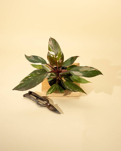 Philodendron Red Anderson 'Pink Knight' - 4 inch
