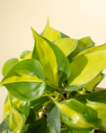 4" Philodendron 'Brasil'