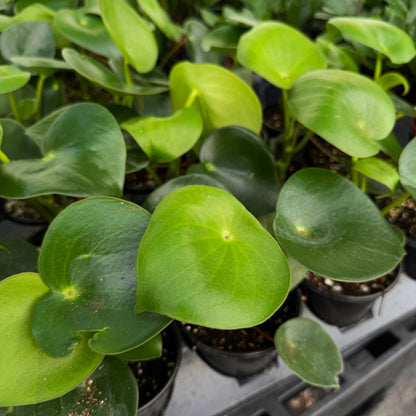 Raindrop Peperomia - 4" Live Plant