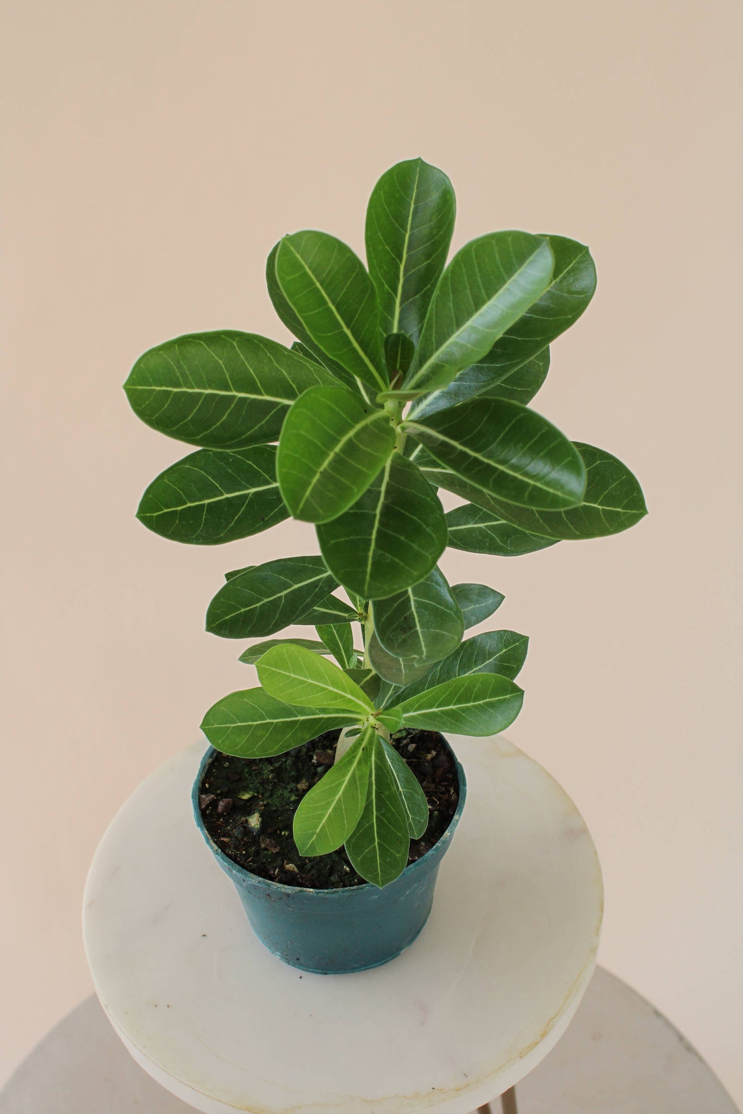 4" Desert Rose: Adenium Obesum - Mixed Color