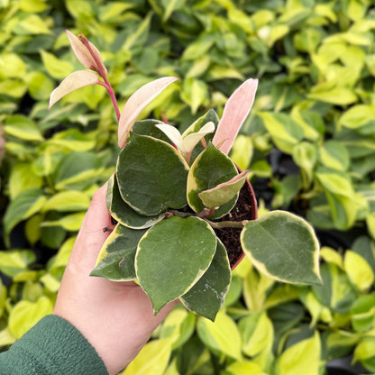 Hoya Krimson Queen Tricolor - Wax Plant - Live Plant