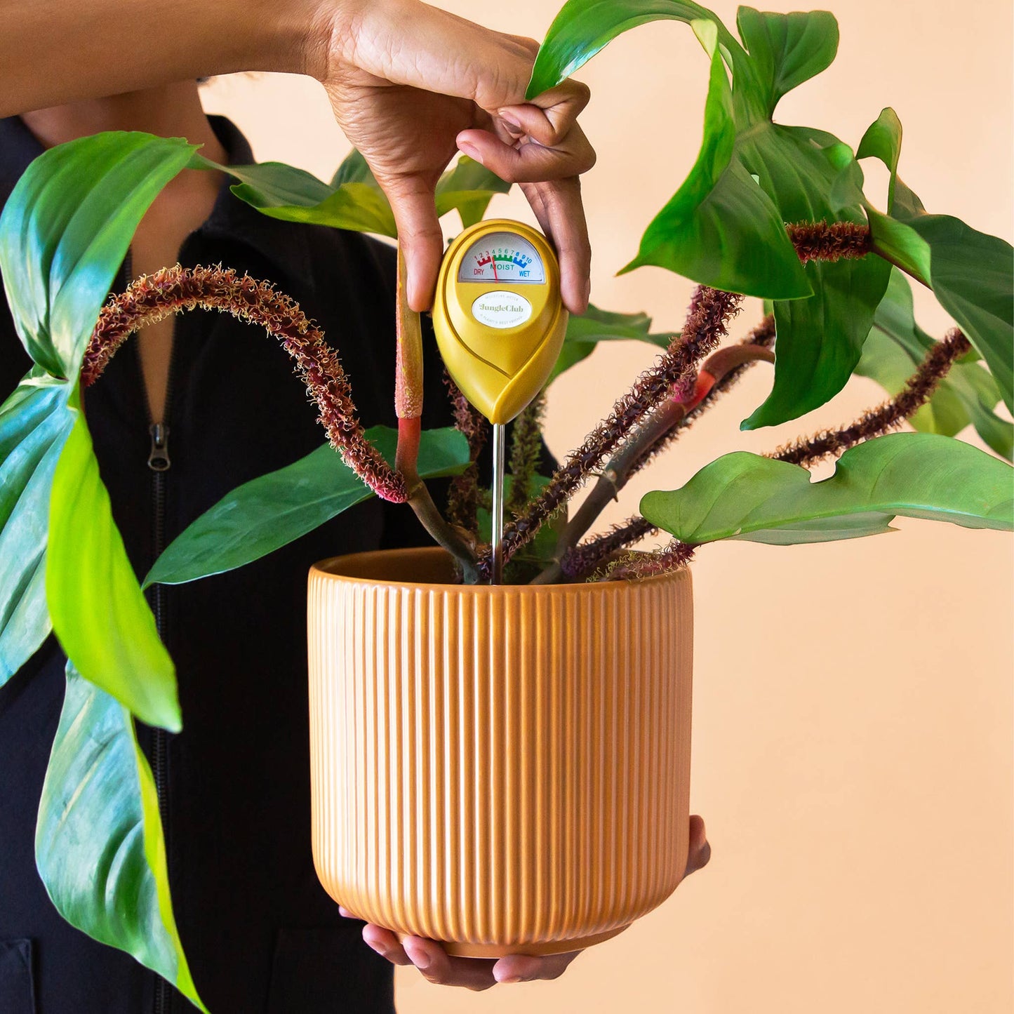 Lucy Planter | Ginger