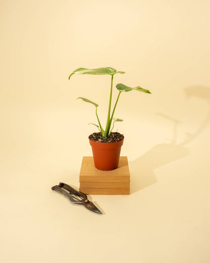 4" Monstera 'Thai Constellation'