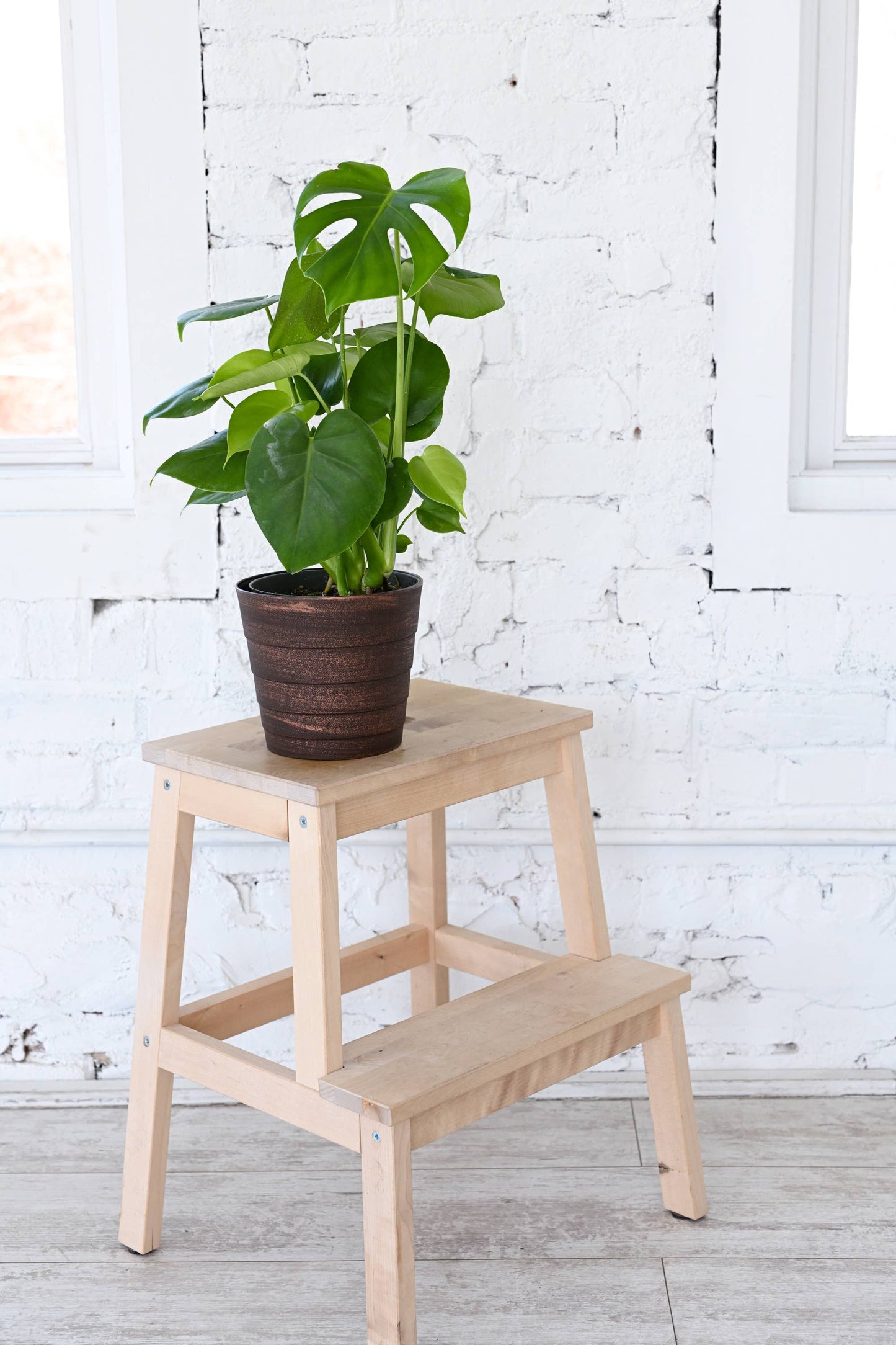 Monstera Deliciosa - Live Plant