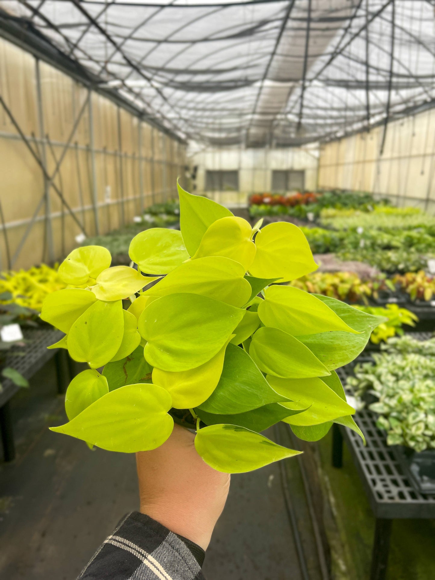 Lemon Lime Philodendron - 4" Live Plant