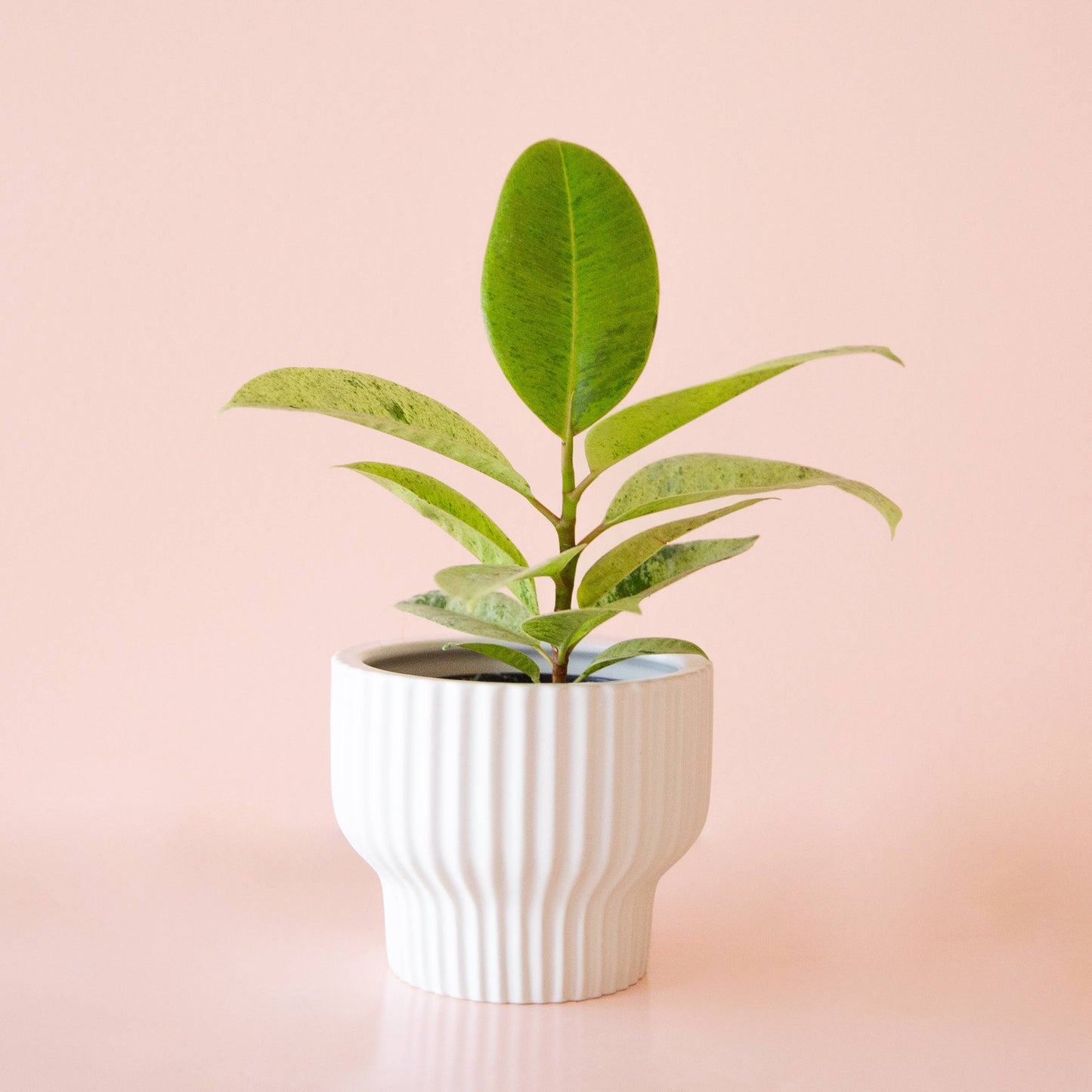 Presley Pedestal Planter | White