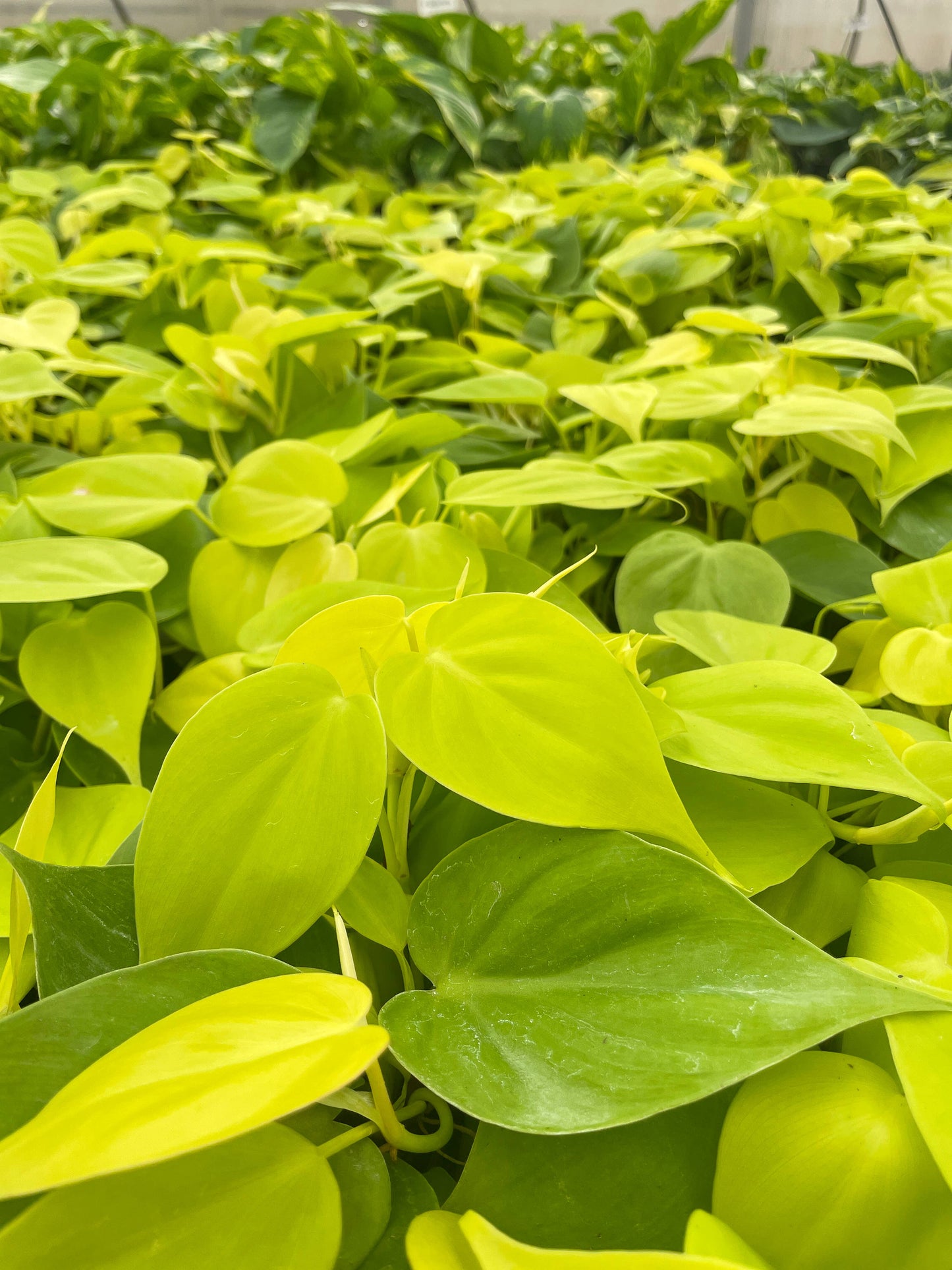 Lemon Lime Philodendron - 4" Live Plant
