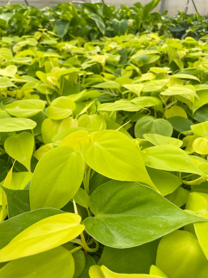 Lemon Lime Philodendron - 4" Live Plant