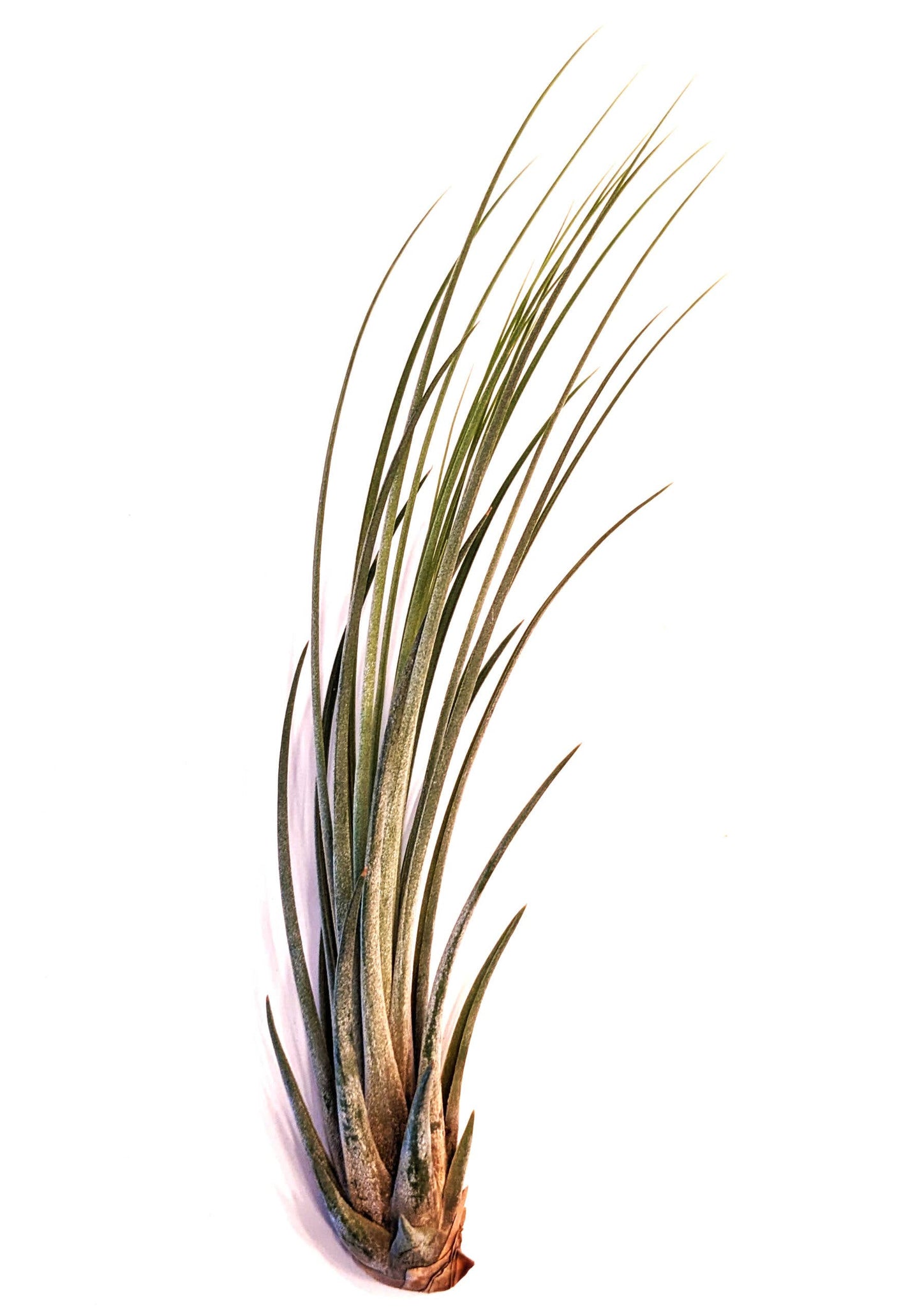 Tillandsia Jumbo Air Plant Mix