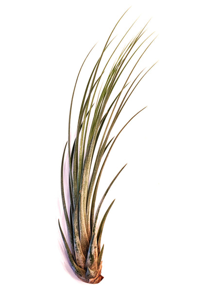 Tillandsia Jumbo Air Plant Mix