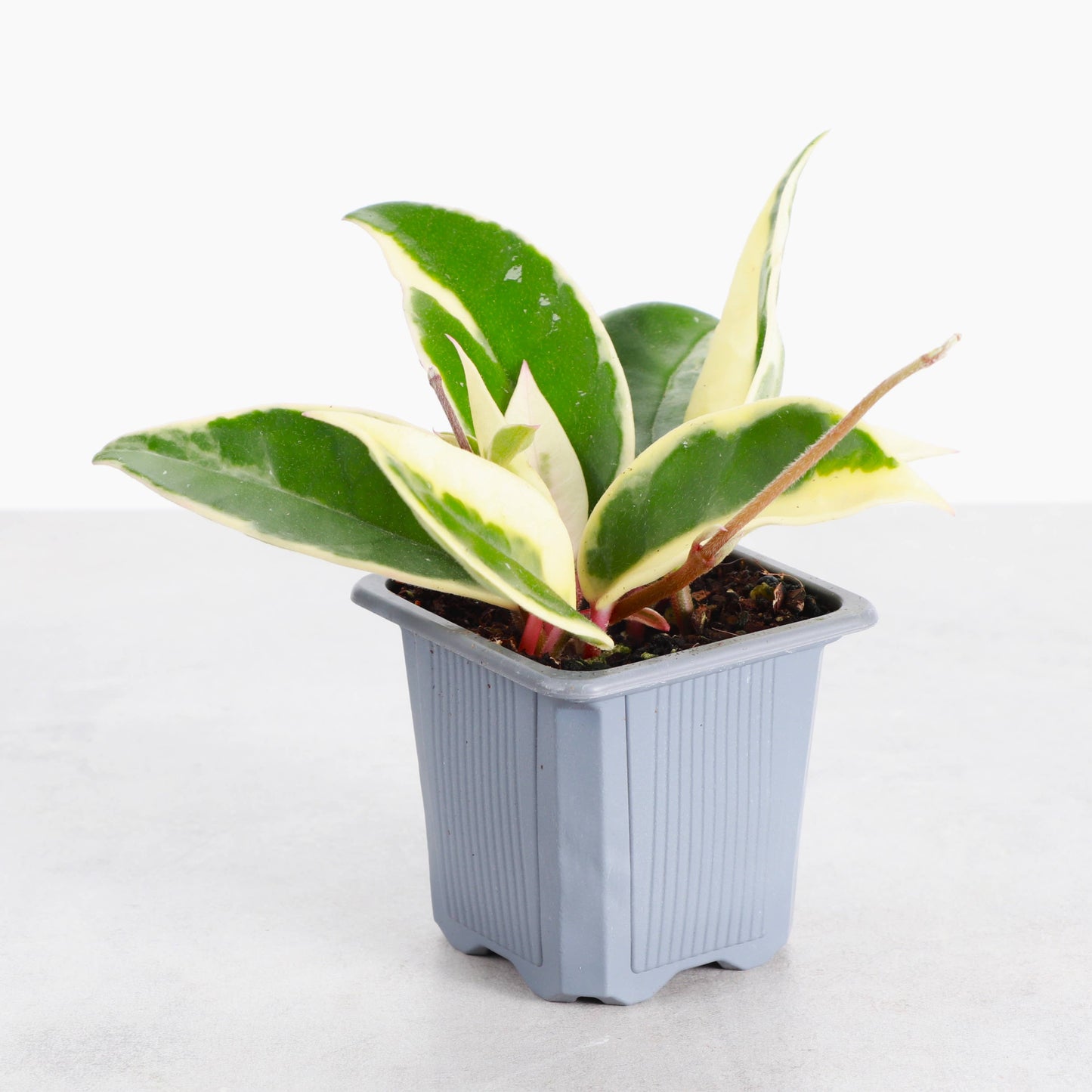 Hoya Krimson Queen Tricolor - Wax Plant - Live Plant