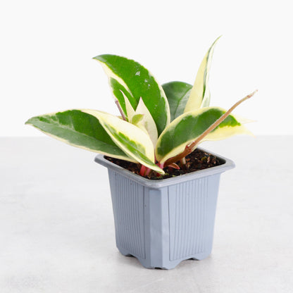 Hoya Krimson Queen Tricolor - Wax Plant - Live Plant