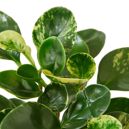 PEPEROMIA MARBLE 4-inch