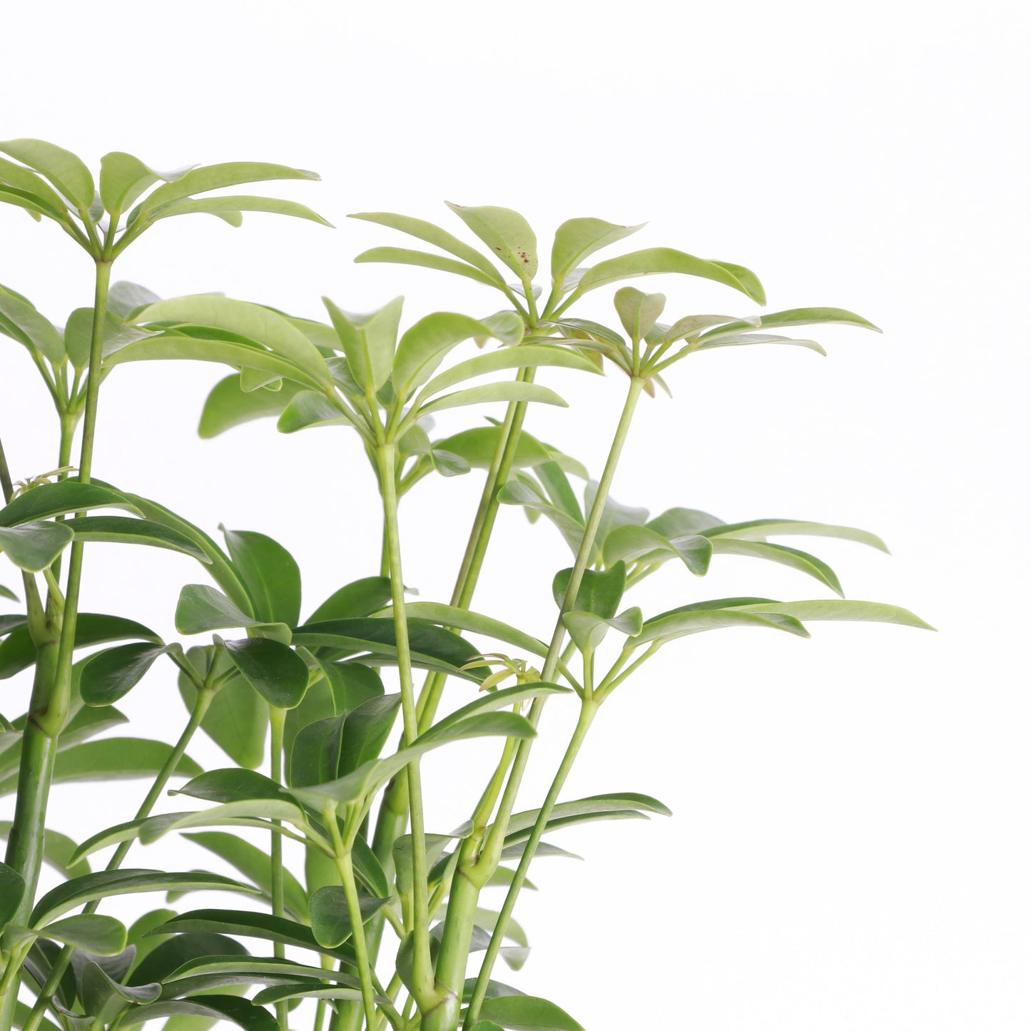 Schefflera Arboricola -  Live Plant