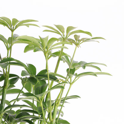 Schefflera Arboricola -  Live Plant