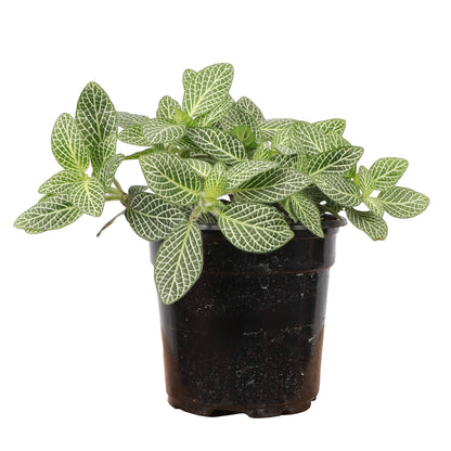 White Fittonia Nerve Plant - Live Plant